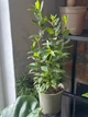 Лавровий лист дерево Лавр Нобіліс (Laurus nobilis) - зображення 3