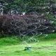 Розумна система поливання NEW автоматичний для газонів на 360 градусів Lawn Sprinkler - зображення 5