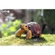 Сборная 3D модель Eugy Зоопарк Черепаха (XEG-104) - изображение 7