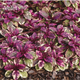 Живучка повзуча Бургунді Глоу. (Ajuga reptans Burgundy Glow) P9 - зображення 1
