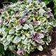 Живучка повзуча Бургунді Глоу. (Ajuga reptans Burgundy Glow) P9 - зображення 2