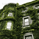 Виноград Вічі щеплений (Parthenocissus tricuspidata Veitchii) С1 - зображення 3