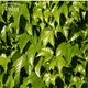 Виноград Вічі щеплений (Parthenocissus tricuspidata Veitchii) С1 - зображення 5