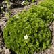 Ломикамінь Айс Колор Перл Вайт Saxifraga Ice Colours Pearl White Р9 - зображення 2