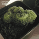 Очиток кристатум (Sedum Cristatum) – редкий суккулент "гребень" - изображение 2
