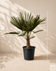 Пальма Trachycarpus Fortunei(Chamaerops Excelsa) 130 см - изображение 9