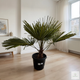 Пальма Trachycarpus Fortunei(Chamaerops Excelsa) 130 см - изображение 4