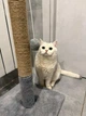Дряпка Когтеточка столбик для котов и кошек Oppa Styopa "Флорида" джут 35*35*53 см - изображение 2