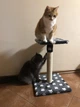 Когтеточка дряпка двойная с полкой для котов и кошек Oppa Styopa Индиана сизаль 40х40х53_30х30 темный с лапками - изображение 4