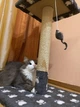 Когтеточка дряпка двойная с полкой для котов и кошек Oppa Styopa Индиана сизаль 40х40х53_30х30 темный с лапками - изображение 10