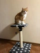 Когтеточка дряпка двойная с полкой для котов и кошек Oppa Styopa Индиана сизаль 40х40х53_30х30 темный с лапками - изображение 12