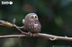 Model 3D do złożenia Eugy Zoo Sowa (9421035150422) - obraz 11