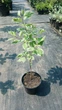 Дерен білий Елегантіссіма (Cornus alba Elegantissima) С2 - зображення 8