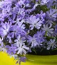 Флокс шиловидный Early Spring Lavender С2 - изображение 2