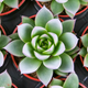 Сукулент Ехеверія Міранда Tips White білі кінчики листя D6см - зображення 1