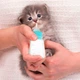 Бутылка для кормления молоком котят и щенков Taotaopets 126606 Blue с соской щетки для мытья - изображение 2