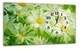 Картина на холсте MAKO Chamomile Flowers Green с часами 30×53 см бесшумный плавный ход кварцевый механизм 3053-059 - изображение 1