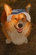 Одежда Hat-Dog Панама из вельвета для собак, голубая M (hdp0000b::149) - изображение 4