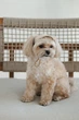 Кепка Pet Fashion Glamor для собак ХS 4823082445950 - изображение 2