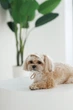 Кепка Pet Fashion Glamor для собак ХS 4823082445950 - изображение 3
