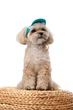 Кепка Pet Fashion Topaz для собак XS 4823082446018 - зображення 3
