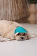 Кепка Pet Fashion Topaz для собак XS 4823082446018 - зображення 5