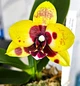 Орхідея (підліток зараз без квітів) TopDreams Phal 6112 Golden Brown квіти 8 см в розмірі 1.7 (мох) - изображение 2