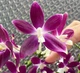 Орхідея (підліток зараз без квітів) TopDreams Phal 4455 / 6153-1 Speciosa дуже ароматний 1.7 (мох) - изображение 2