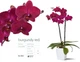 Орхідея (підліток зараз без квітів) TopDreams фаленопсис Phal Grandiflora Burgundy Red квіти 8,5 см 1.7 (торфстакан) - изображение 5