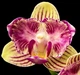 Орхідея (підліток зараз без квітів) TopDreams Phal 5020 Miki Lovely Girl (Kitty Face), квіти 5 см 1.7 (мох) - изображение 6