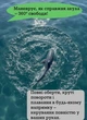 Радиоуправляемая акула с камерой 39 см. 4DRC, с функцией фонтанчика, аккумулятор 3,7 В, пульт 2,4 ГГц, USB-кабель, плавает в воде - изображение 5