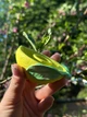 Силиконовая форма Лимон подсвечник - изображение 3
