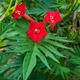 Семена Ипомея мультифида 'Cardinal Climber', Ipomoea x multifida 5 шт/уп - изображение 1