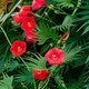 Семена Ипомея мультифида 'Cardinal Climber', Ipomoea x multifida 5 шт/уп - изображение 2