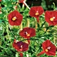 Семена Ипомея мультифида 'Cardinal Climber', Ipomoea x multifida 5 шт/уп - изображение 4
