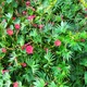 Семена Ипомея мультифида 'Cardinal Climber', Ipomoea x multifida 5 шт/уп - изображение 5