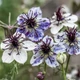 Насіння Нігелла папіллоза 'Delft Blue', Nigella papillosa 5 шт/уп - зображення 1