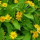Насіння Меламподіум Million Gold, Melampodium paludosum 10 шт/уп - зображення 5
