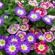 Семена Конвольвулюс трёхцветный 'Mixed', Convolvulus tricolor 10 шт/уп - изображение 3