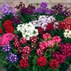 Семена Вербена "Color Mix", Verbena hybrida 10 шт/уп - изображение 3