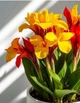 Кана кімнатна, Каннська лілія, мікс сортів, насіння 10 шт. - зображення 4