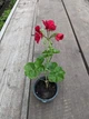 Плющелистная (ампельная) пеларгония (название утеряно), подрощенное цветущее растение в горшке 400 мл - изображение 2