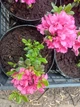 Азалія японська «Рококо» (Rhododendron obtusum 'Rokoko') - зображення 3