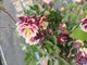 Аквилегия Winky Double Red & White (Aquilegia vulgaris) — водосбор махровый, контейнер Р9 - изображение 2
