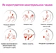 Силиконовая менструальная чаша Anytime Menstrual Cup L COKELIFE - изображение 3