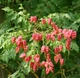 Насіння Кельрейтерія метильчаста Koelreuteria paniculata, мильне дерево, 5 штук - зображення 2