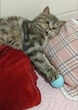 Интерактивная Игрушка для котов Cat Teaster Ball Умный Мячик (01832) - изображение 5