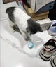Интерактивная Игрушка для котов Cat Teaster Ball Умный Мячик (01832) - изображение 7