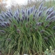 Пенисетум лесохвостый 'Black Beauty' (Pennisetum alopecuroides 'Black Beauty') Р9 - изображение 1