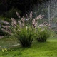 Пенисетум лесохвостый 'Black Beauty' (Pennisetum alopecuroides 'Black Beauty') Р9 - изображение 2